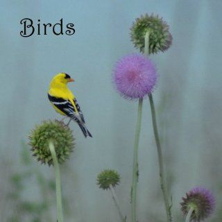Nature Sounds: Song Birds: Soothing Relaxation CD No Music Added: Music