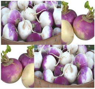 3, 000 x PURPLE TOP WHITE GLOBE Turnip seeds   Flesh is tender, white and crisp. Can be eaten fresh or cooked like potatoes. The greens of this turnip contains even more nutrients than the roots   50 Days  Tomato Plants  Patio, Lawn & Garden