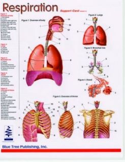 Respiration, Double sided Chart of the Lungs and Larynx, Speech Language Pathology, Card, SLP: Industrial & Scientific