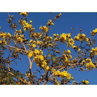 Golden Trumpet Tree 20 Seeds  Tabebuia   Tropical: Patio, Lawn & Garden