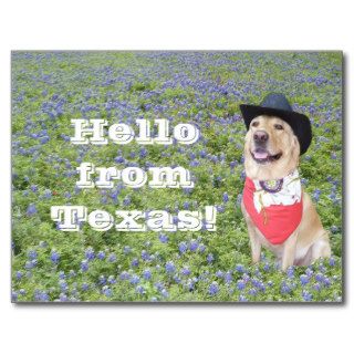 Moses in Bluebonnets Postcard
