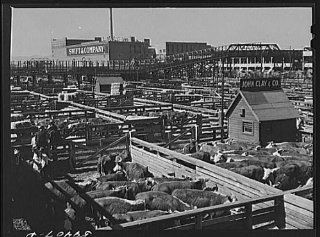 Photo: Cattle, Hereford mostly, for sale in Denver stockyards. Denver, Colorado   Prints