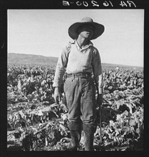Photo Filipino boy of a labor gang cutting cauliflower near Santa Maria, California   Prints
