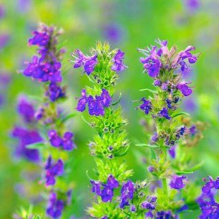 200+ Hyssop Seeds By Seed Needs : Herb Plants : Patio, Lawn & Garden