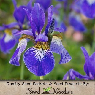 70 Seeds, Wild Iris "Royal Blue" (Iris missouriensis) Seeds by Seed Needs : Flowering Plants : Patio, Lawn & Garden