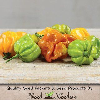 20 Seeds, Hot Pepper "Mustard Habanero" (Capsicum annuum) Seeds By Seed Needs : Vegetable Plants : Patio, Lawn & Garden