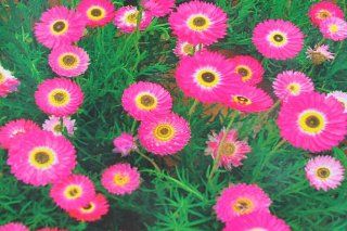 Wotefusi Helipterum roseum Mixed Color 85 Flower Seeds DIY Garden : Patio, Lawn & Garden