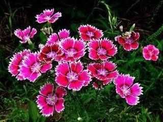 SD1500 0495 Shall Bud Carnation Seeds, Mixed Colors Flower Seeds (180 Seeds) : Flowering Plants : Patio, Lawn & Garden