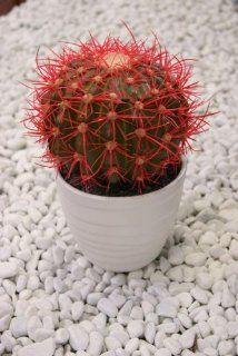 Greemotion 603008 Kunstpflanze Kaktus mit gelben / roten Stacheln: Garten