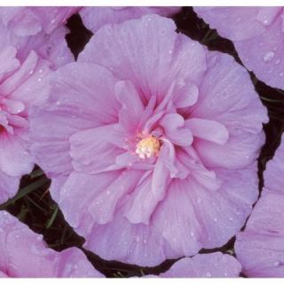 Proven Winners Lavender Chiffon ColorChoice Hibiscus 1 Gal. Rose of Sharon Shrub HIBPRC2116101