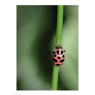 Ladybug Poster Print (18 x 24)