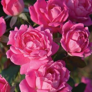 Knock Out Rose 2 Gal. Pink Double Knock Out Rose 71352