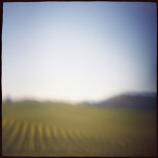 Limited Edition 02_Vineyard by Daniel Grant Photographic Print by