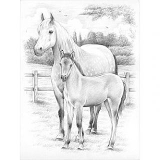Sketching By Number Kit 8X12 Horse And Foal