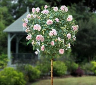Cottage Farms Sugar Tip Rose of Sharon Patio Tree —