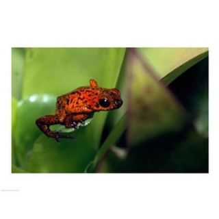 Strawberry Poison Frog Poster Print (24 x 18)