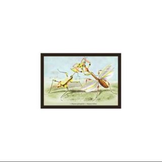 Insects: Empusa Gonaylodes And E. Lobines Print (Unframed Paper Poster Giclee 20x29)