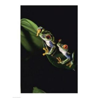 Red Eyed Tree Frogs Poster Print (18 x 24)