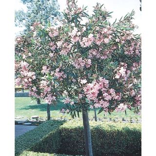 3.43 Gallon Oleander (Tree Form) (L24109)
