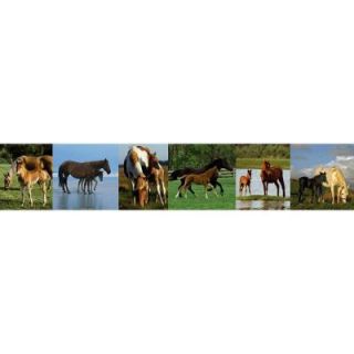 National Geographic 9 in. H x 12 in. W Horses Border Sample NGB94606SAM