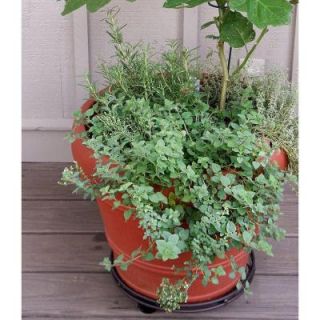 Bonnie Plants 4.5 in. Greek Oregano 158