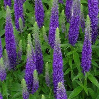 OnlinePlantCenter 1 Gal. Royal Candles Speedwell Plant V1372CL