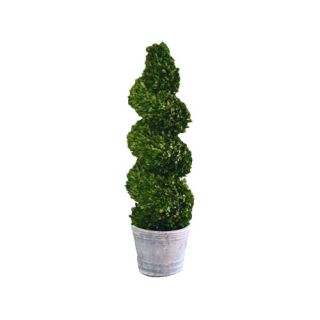 Mills Floral Boxwood Spiral Topiary in Pot