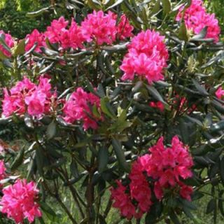 OnlinePlantCenter 1 gal. Nova Zembla Rhododendron Shrub R1152G1
