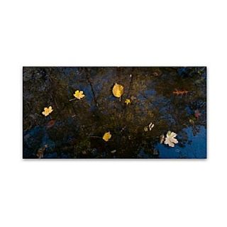 Trademark Fine Art KS0147 C GG Autumn Leaves Floating By by Kurt Shaffer Frameless Art