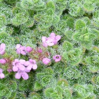 OnlinePlantCenter 1 gal. Woolly Thyme Plant T1323G1